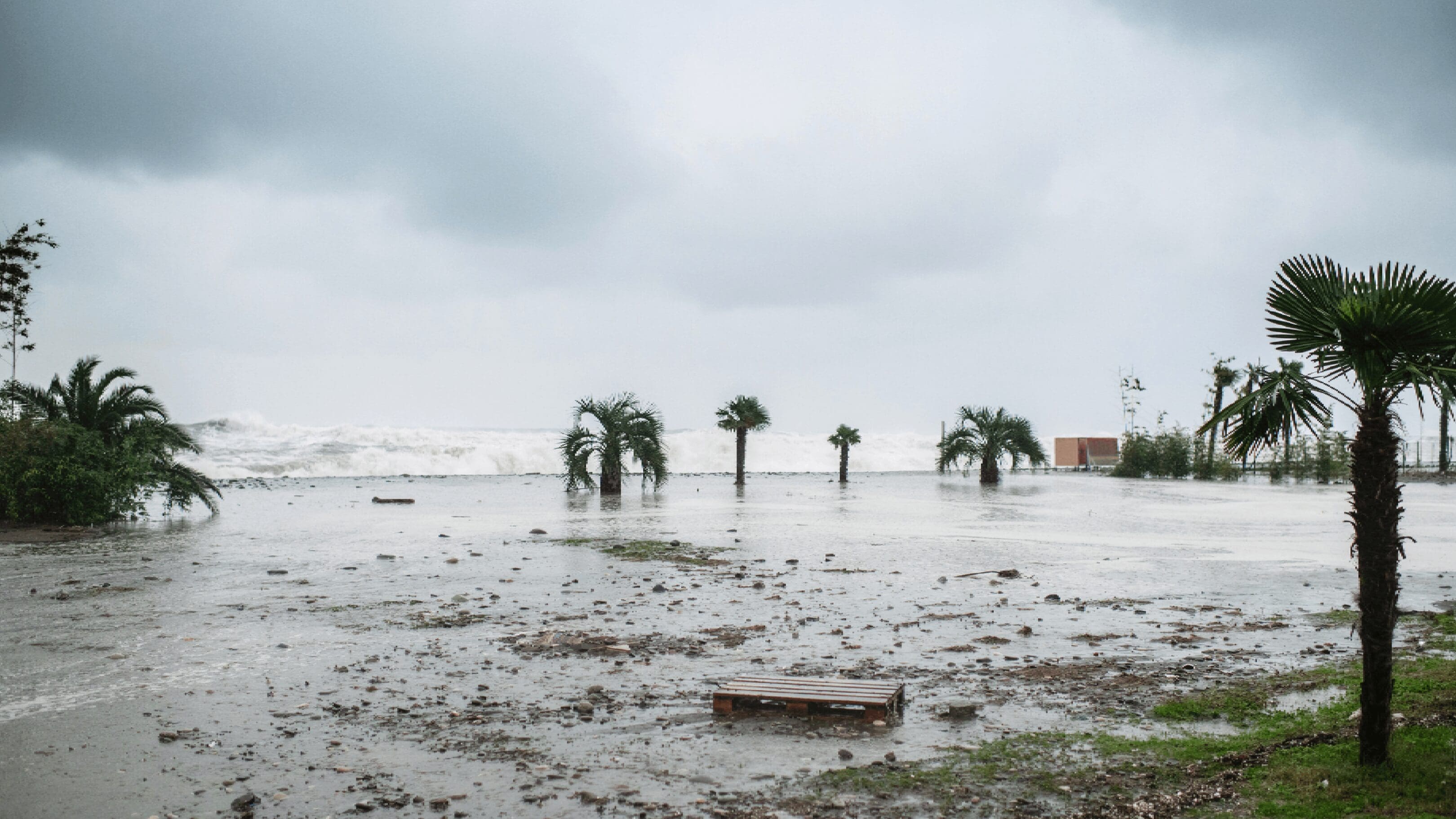 Flooded coastal area with palm trees